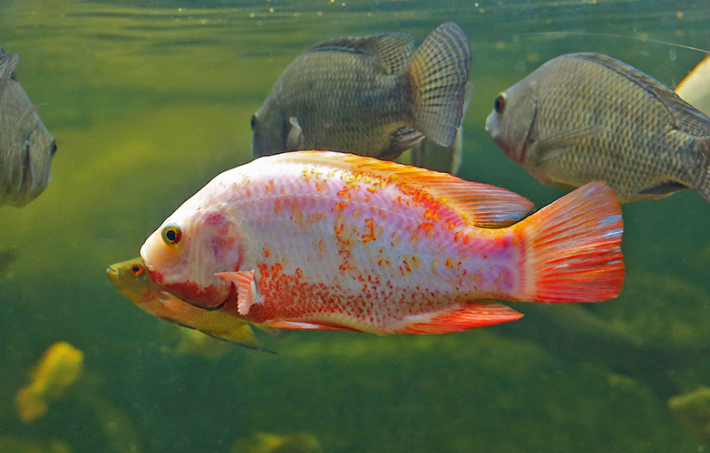 El cultivo de peces entra en la era digital